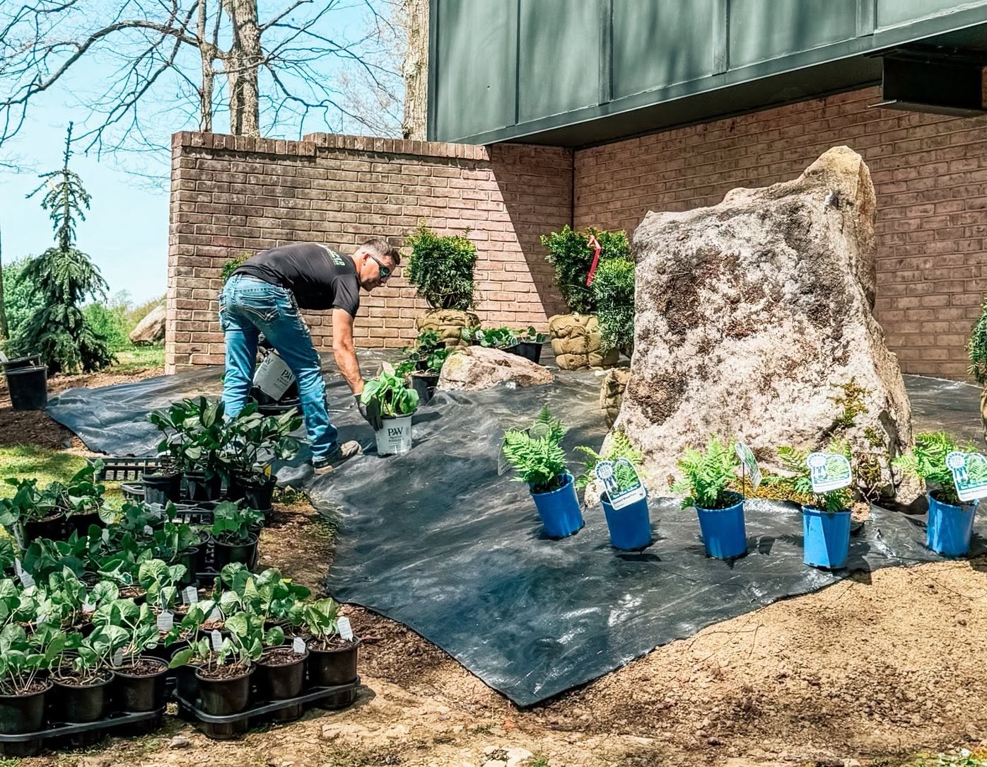 Landscaper carefully placing new plants and shrubs during a professional landscape installation